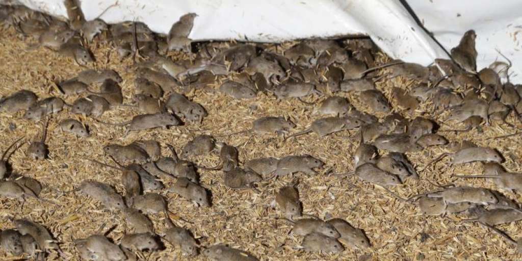 The mouse plague in Australia