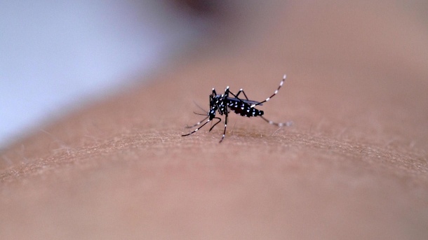 Asian tiger mosquito: Mosquito larvae hatch more in summer and fall.  However, if you take precautionary measures, you can prevent egg laying.  (Source: Getty Images / Noppharat05081977)