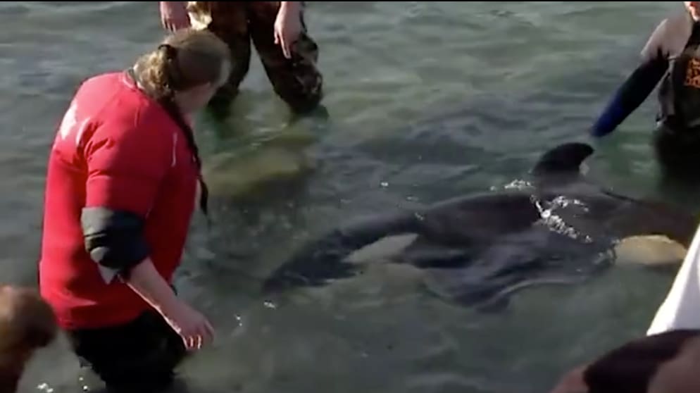 Wellington NZ: Gestrandetes Orca-Baby vor Plimmerton Beach