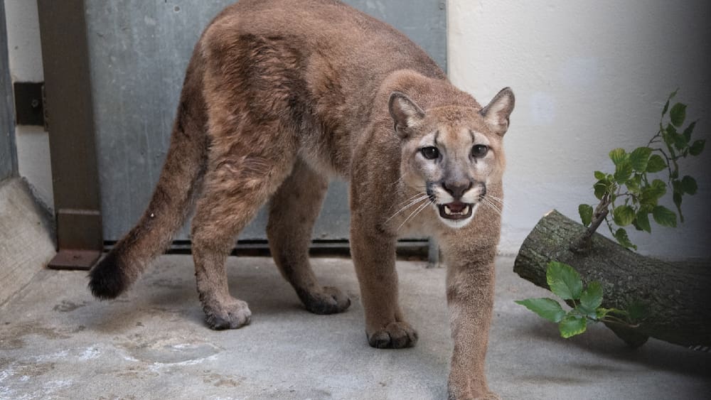 Rescue a wild cougar from an apartment in New York