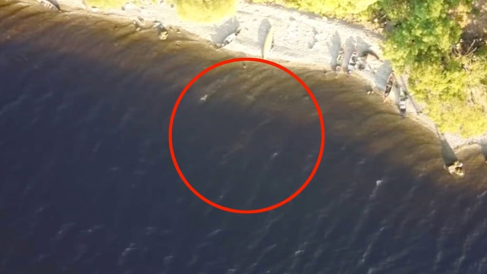 The mysterious Nessie photographed by the Wildcamper with a drone