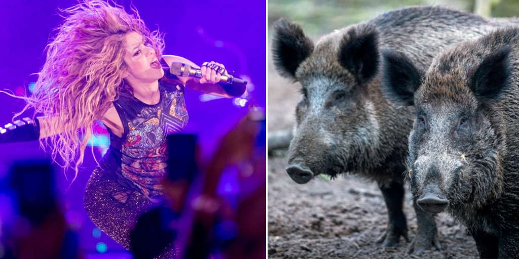 Wild boars attack Shakira and steal the bag!