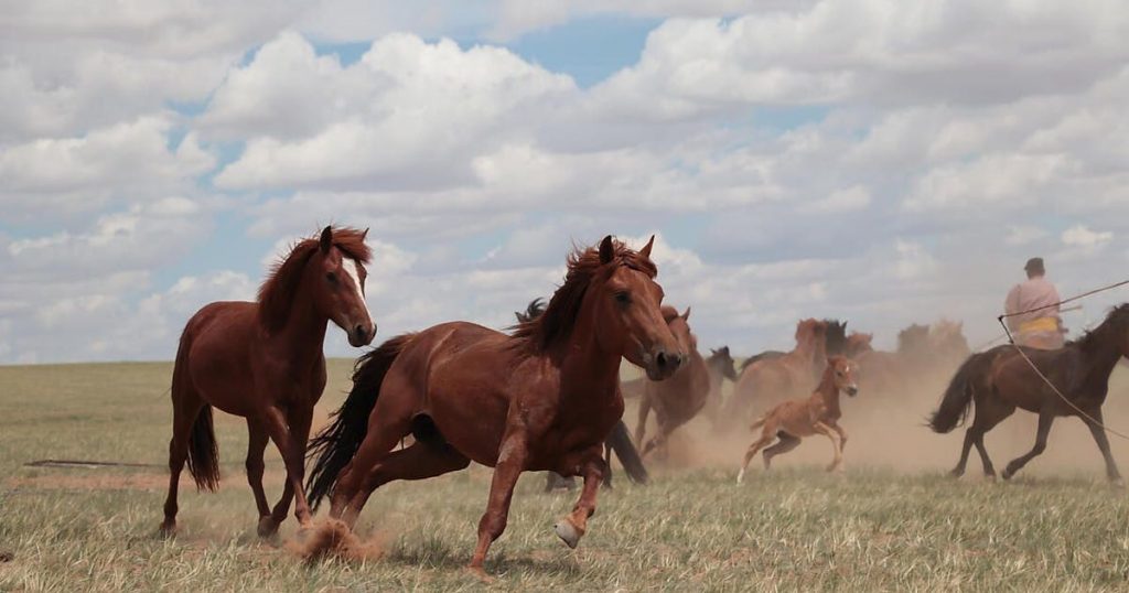 Researchers break down the origins of horse domestication