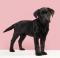 Cute black Labrador retriever puppy standing on white sofa looking at camera with copy space