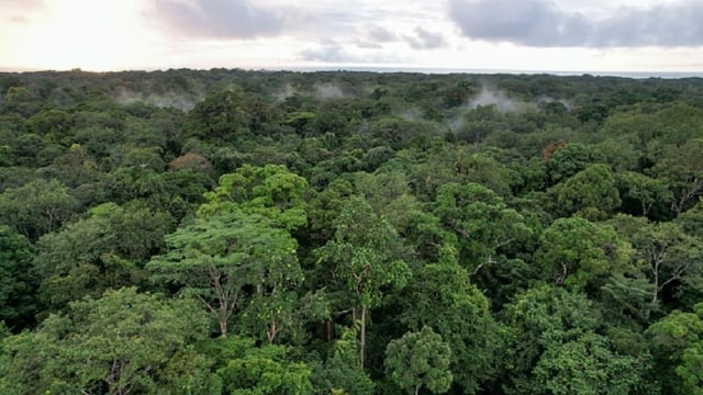 Rainforests in Gabon.