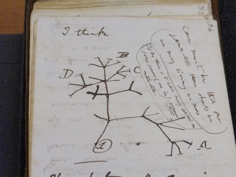 Detail from one of the notebooks: drawing of a tree