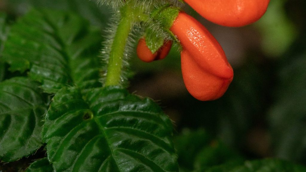Extinct and its discovery: Researchers misname the plant