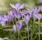 Close-up of beautiful little spring flowers, purple crocus flowers
