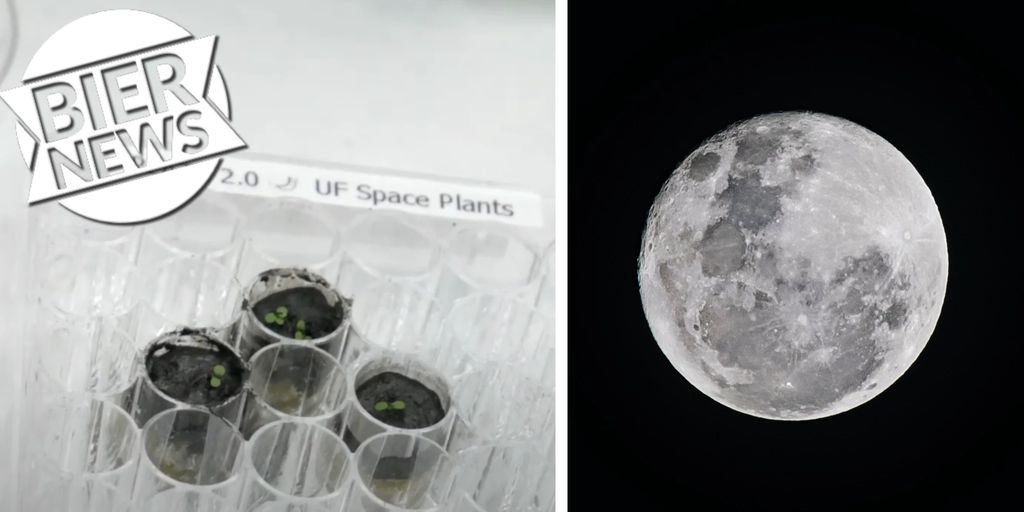For the first time, researchers have managed to grow plants in lunar soil