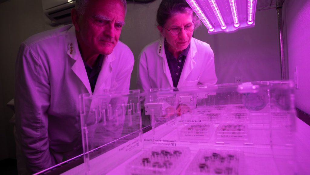 Cultivation in space: plants grow for the first time in 'Monderde'