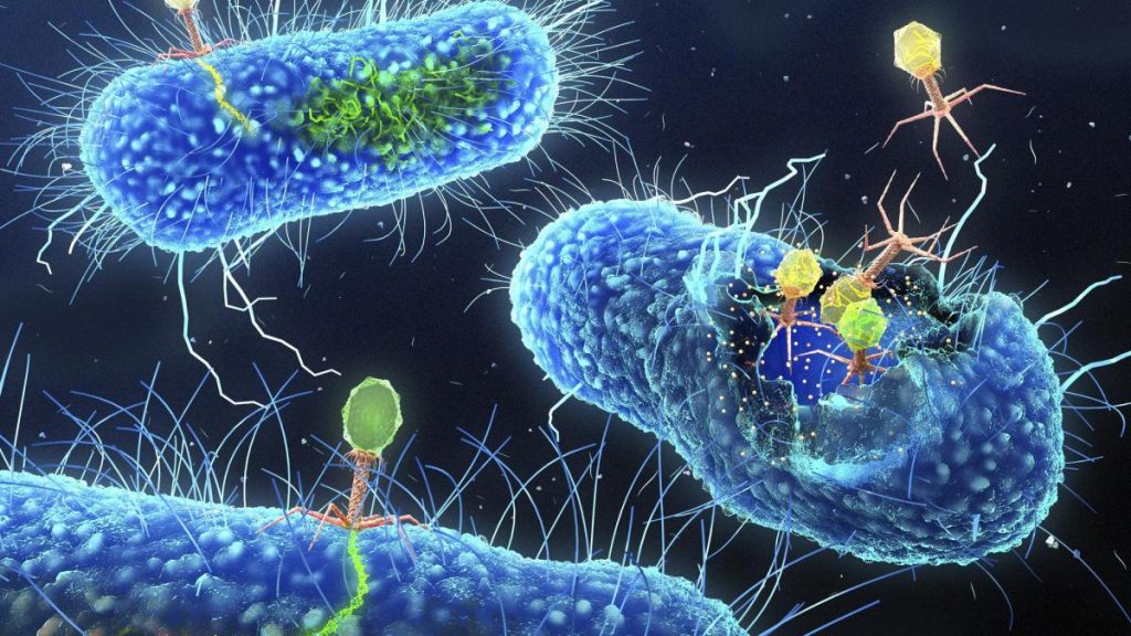 Phage treatment: Bacterial viruses can treat stubborn infections