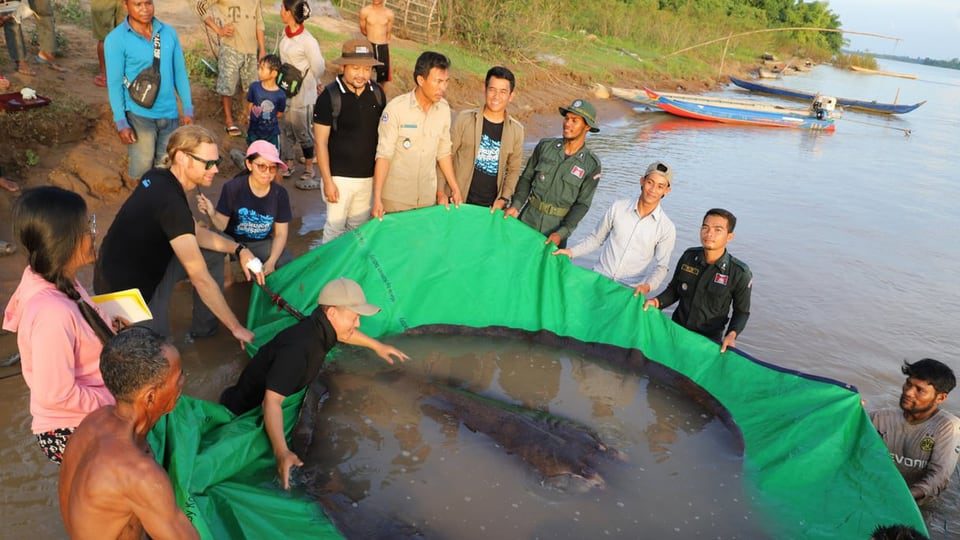 People hold the fish in a plastic sheet filled with water.