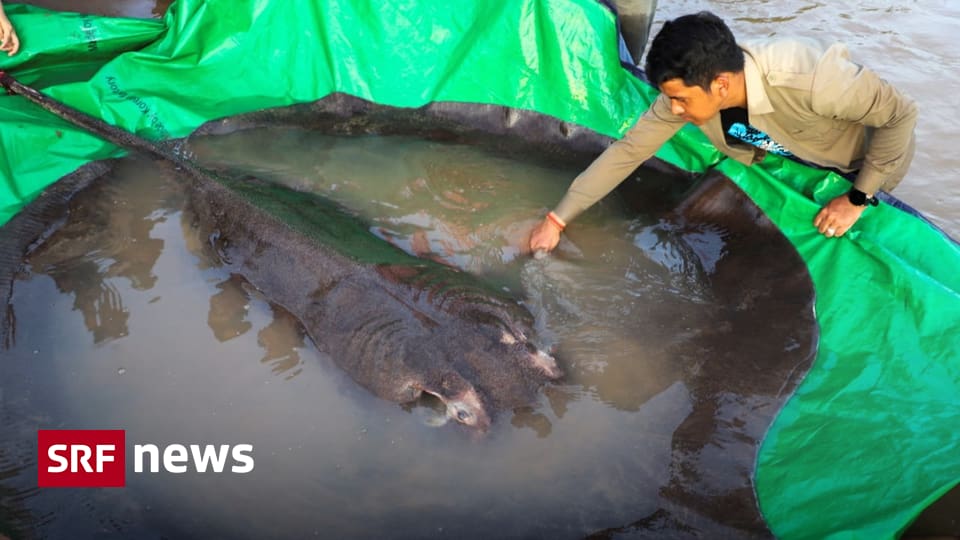 300kg ray in Cambodia - the world's largest freshwater fish caught in the Mekong River - News