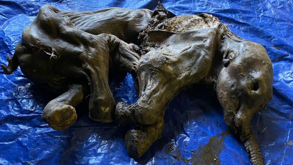 Canada: Gold prospectors discover frozen baby mammoths