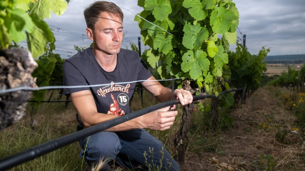 Höhnstedt: How vineyards are fighting climate change |  regional