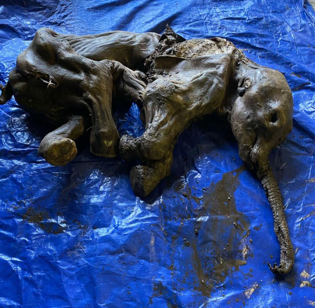 This photo posted by the Yukon government on June 25, 2022 shows a full-blown baby woolly mammoth called Nun cho ga found at Eureka Creek in Yukon, south of Dawson City, Canada.  Miners in the goldfields of Klondike in Canada's far north have made a rare discovery, excavating the remains of a nearly-completed mummified woolly mammoth.  (Photo by Yukon government/AFP) / Restricted in editorial use - Mandatory accreditation "Photo by AFP/Yukon government " - No marketing - No advertising campaigns - Distributed as a service to customers