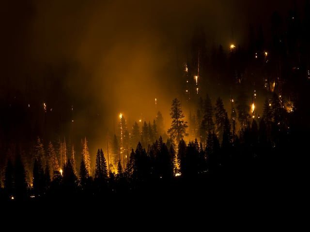 Burning trees at night.