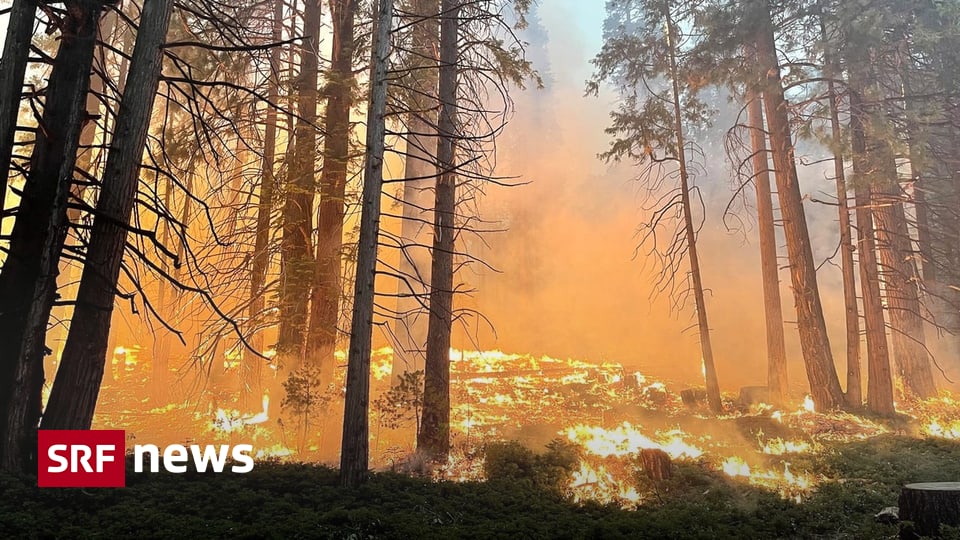 Fire in Yosemite National Park - Firefighters Protect Mariposa Redwoods with Sprinklers - News