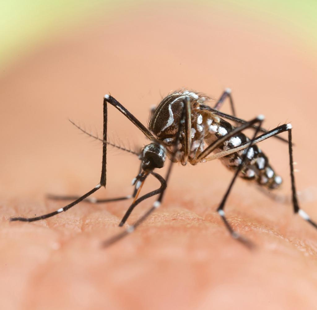 Protection against mosquitoes and ticks is becoming increasingly important