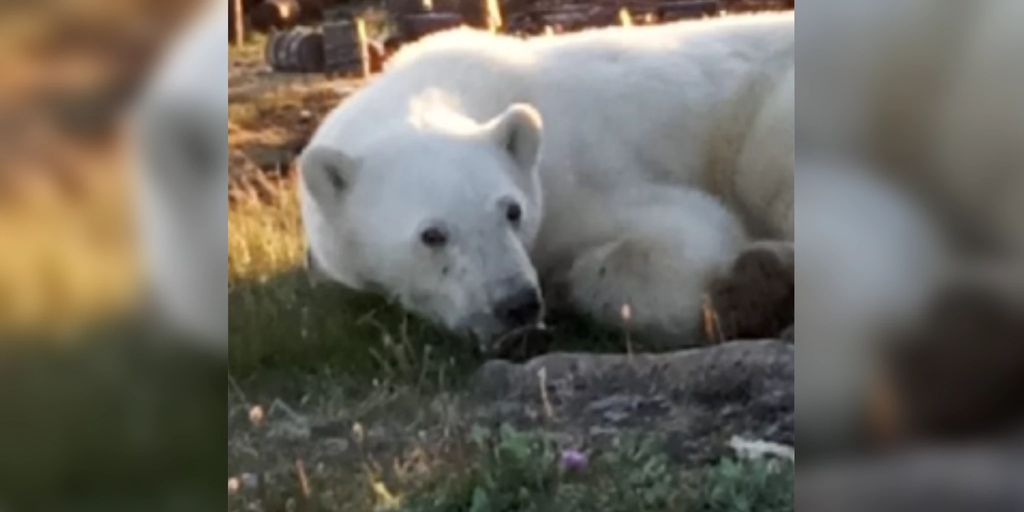 Tongue stuck in tin can save a female polar bear