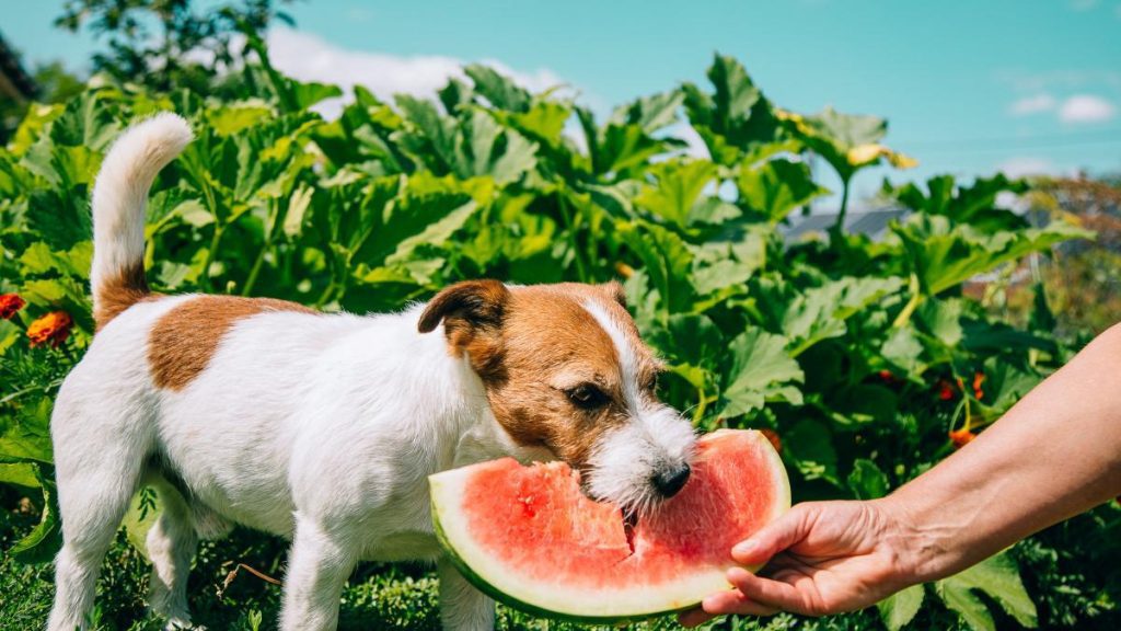 Domestication: How living with humans changed dogs and their diet