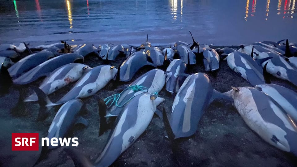 Bottlenose dolphin poachers kill 100 dolphins in the Faroe Islands