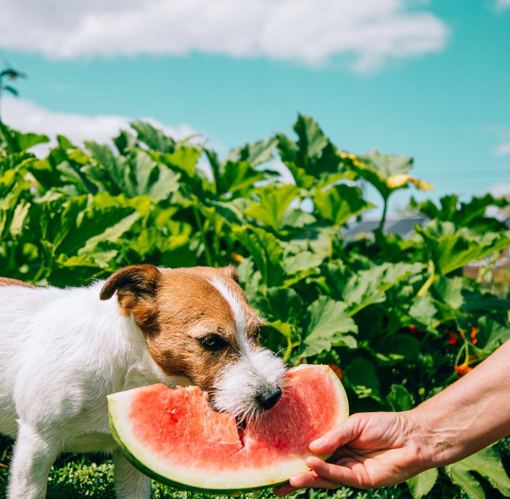 There are definitely dogs that love fruit