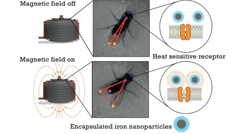 Remotely controlled transgenic fly with nanoparticles
