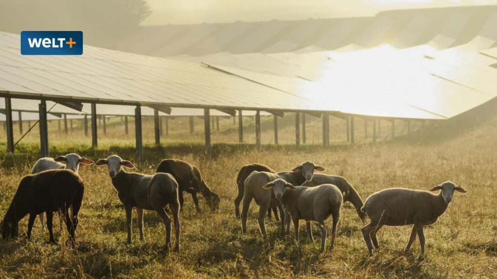 Agricultural photovoltaics: how to get energy and food at the same time in the field