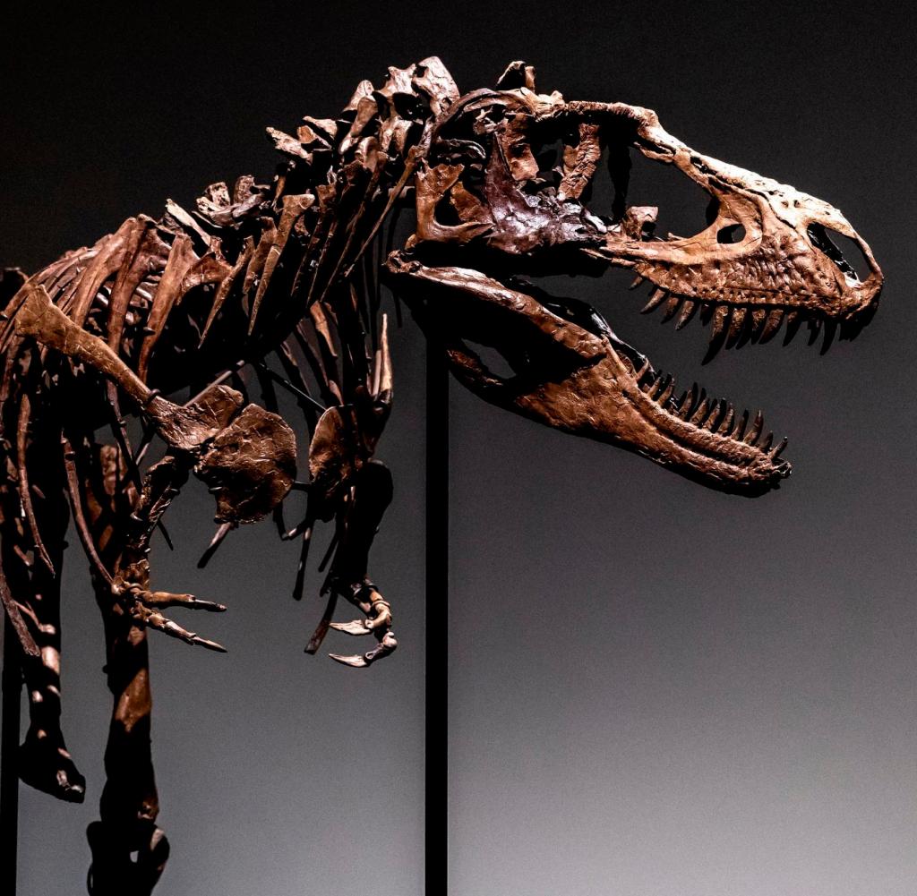 July 5, 2022, USA, New York: The skeleton of Gorgosaurus is on display at Sotheby's in New York.  The skeleton of Gorgosaurus will be auctioned in New York at the end of July.  Photo: Julia Nikhinson / AP / dpa +++ dpa picture radio +++