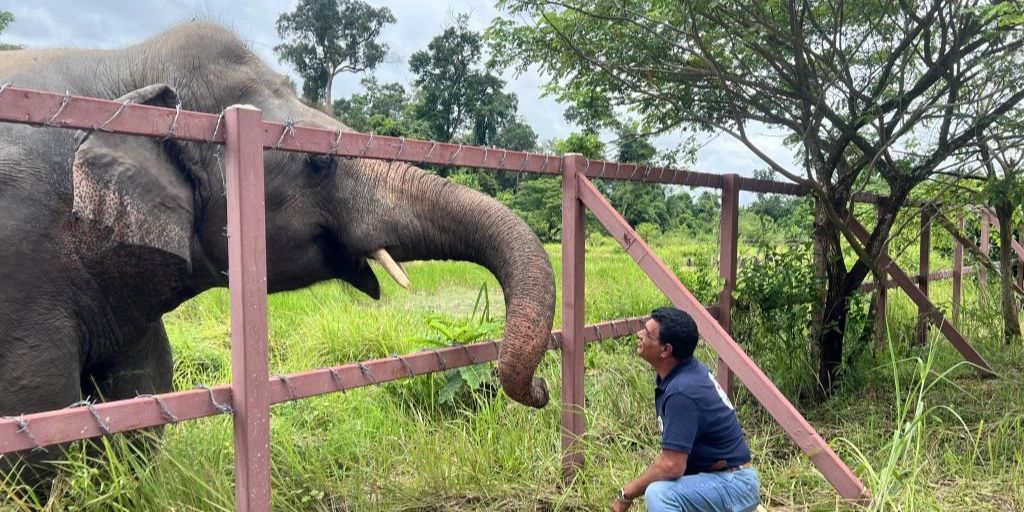 The bull elephant Cavan recognizes the rescuers when he visits them