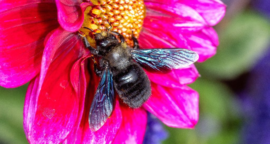 Bee venom as a treatment - 100 times stronger than cortisone - Heilpraxis